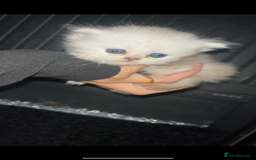 Persian cats for sale: Persian kittens - Image 2