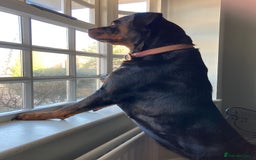 Rottweiler dogs for sale: Female Rottweiler - Image 6