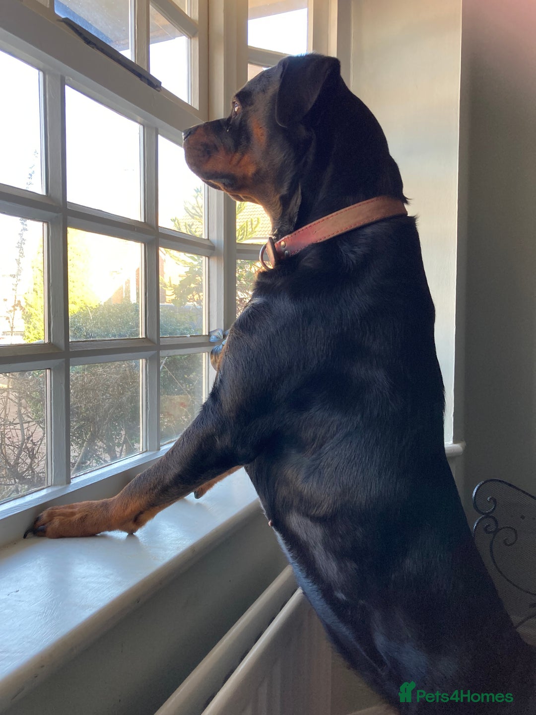 Rottweiler dogs for sale: Female Rottweiler - Image 6