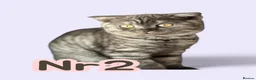Scottish Fold cats for sale:  3 Full Pedigree Fold Girls        - Advert 30