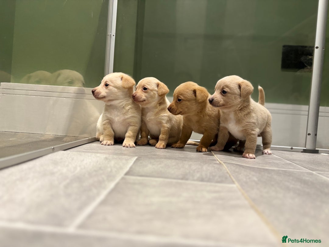 Mixed Breed dogs for sale: 🌟 Beautiful Cream Pomweenie Puppies Available 🌟 - Advert 1