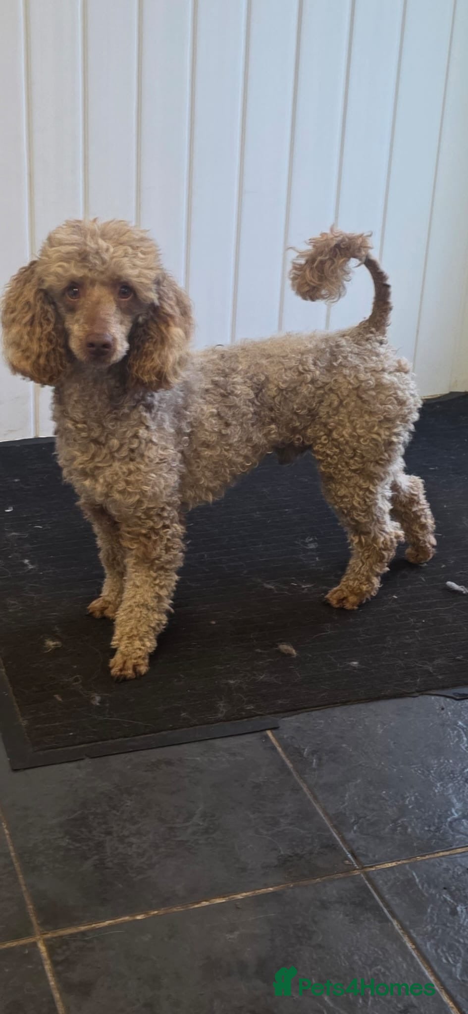Poochon dogs 4 beautiful poochon puppys for sale  - Advert 2