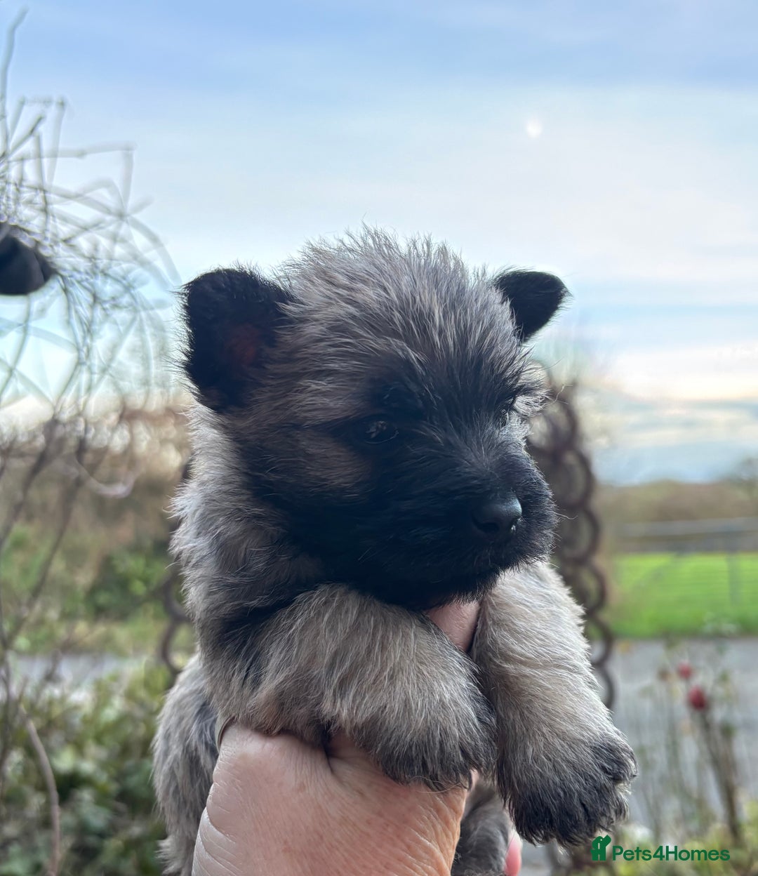 Cairn Terrier dogs for sale: Cairn Terrier Puppies  - Advert 1