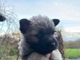 Cairn Terrier dogs Cairn Terrier Puppies - Advert 3