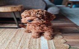 Cavapoo dogs for sale: Beautiful cavapoo boy almost 1 year old. - Image 3