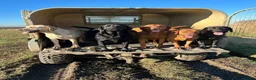 Labrador Retriever dogs for sale: KC Labradors, Black & Fox Red  - Advert 9