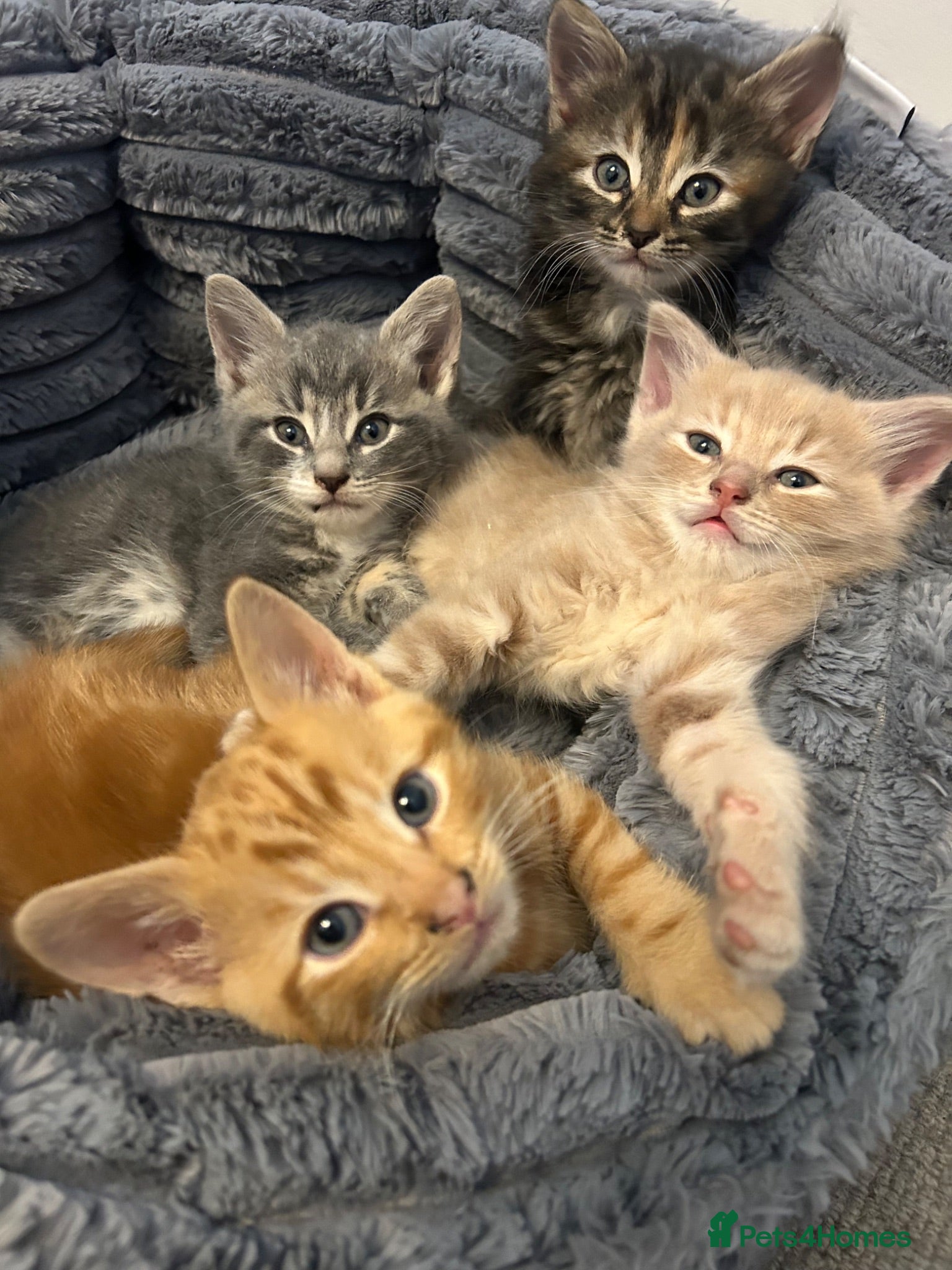 Mixed Breed cats 3 Adorable Kittens 🐈‍⬛  - Advert 1