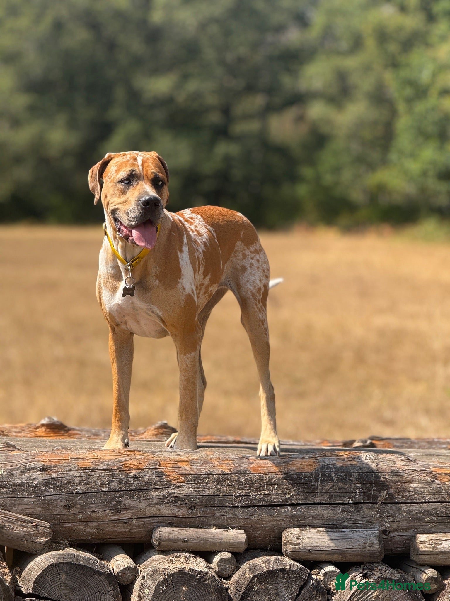 Mixed Breed dogs Mastiff Mix planned litter  - Advert 2