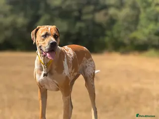 Mixed Breed dogs Mastiff Mix *Waiting List Open* - Advert 3