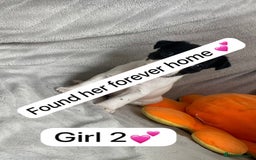 Jack Russell dogs for sale: 1 Beautiful Jack Russell Puppie Left in Worcester - Image 8