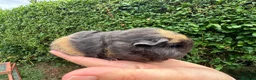 Guinea Pig rodents for sale: Beautiful pure bred Swiss guinea pigs in Widnes - Advert 6
