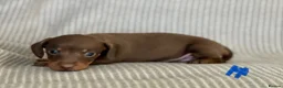 Miniature Dachshund dogs for sale: Miniature smooth coat dachshund puppies - Advert 22
