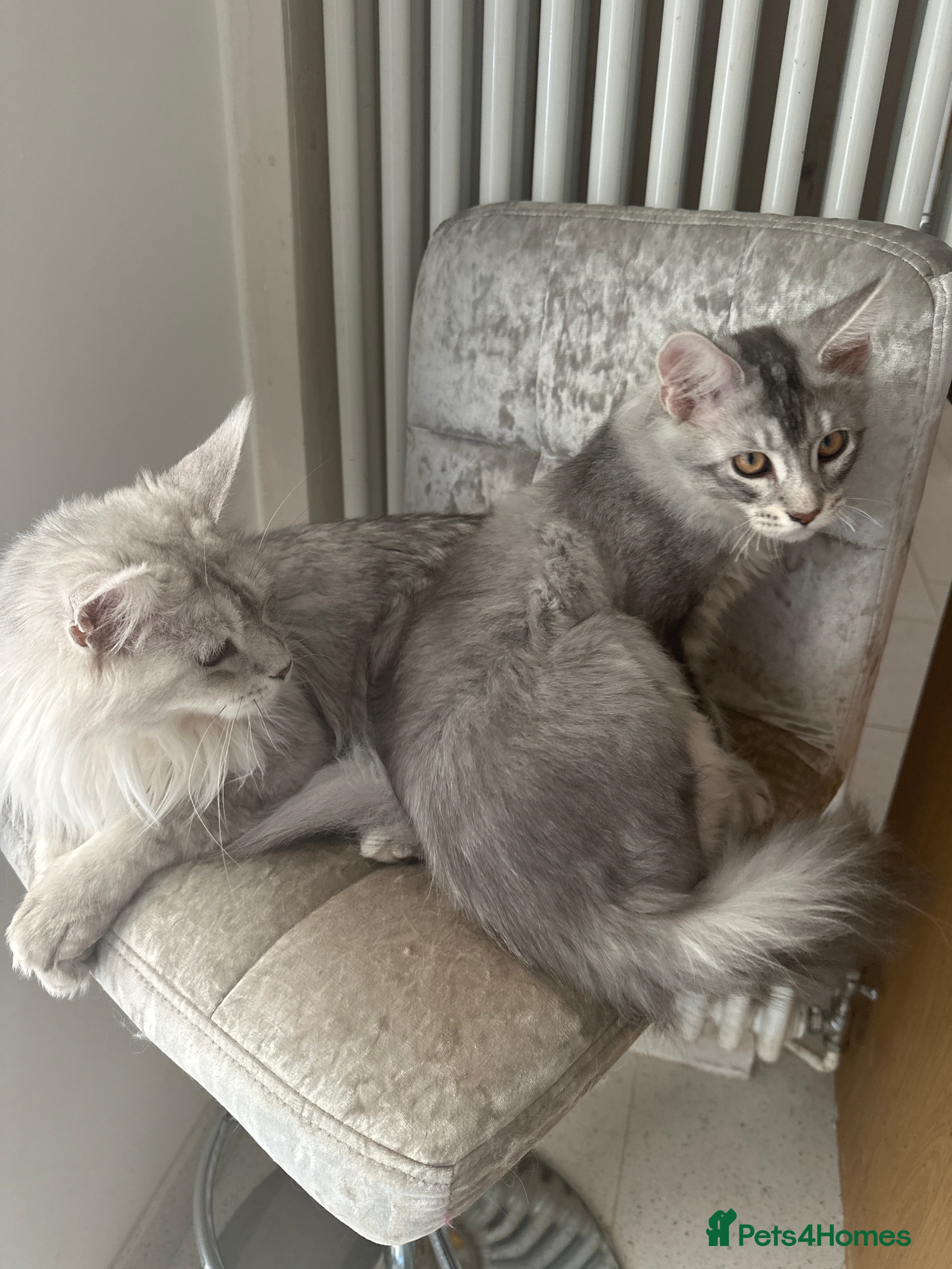 Maine Coon cats Maine Coon Kitten - Advert 2
