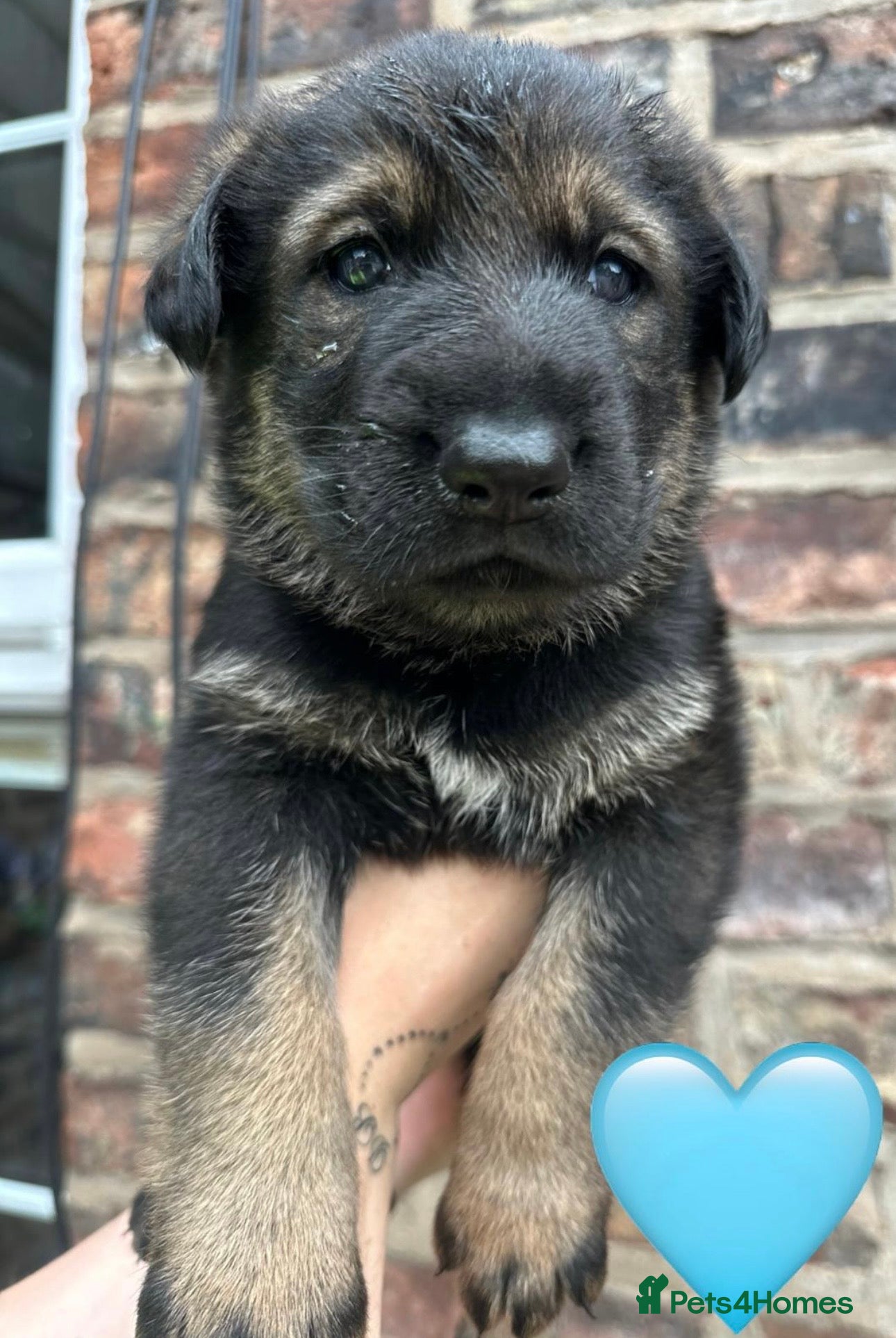 German Shepherd dogs Dutch shepherd x German shepherd puppies for sale - Advert 1