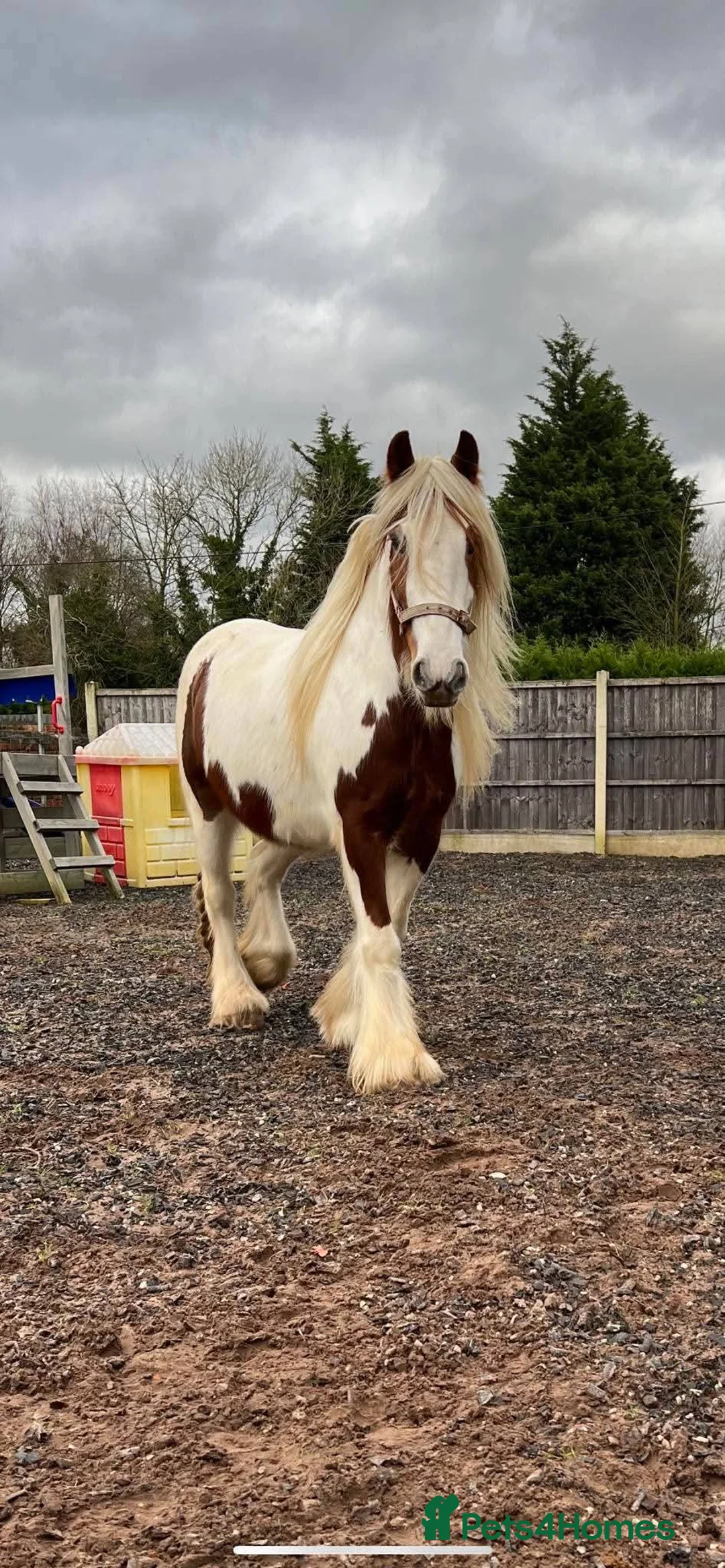 Irish Cob horses for sale: 6 year old Mini Cob – 12.3/13hh in Manchester - Advert 1