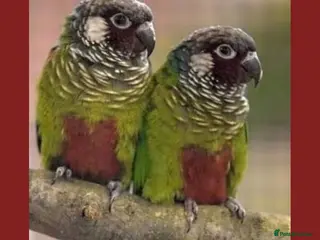 Conures birds Proven Breeding Pair of Conures - Advert 5