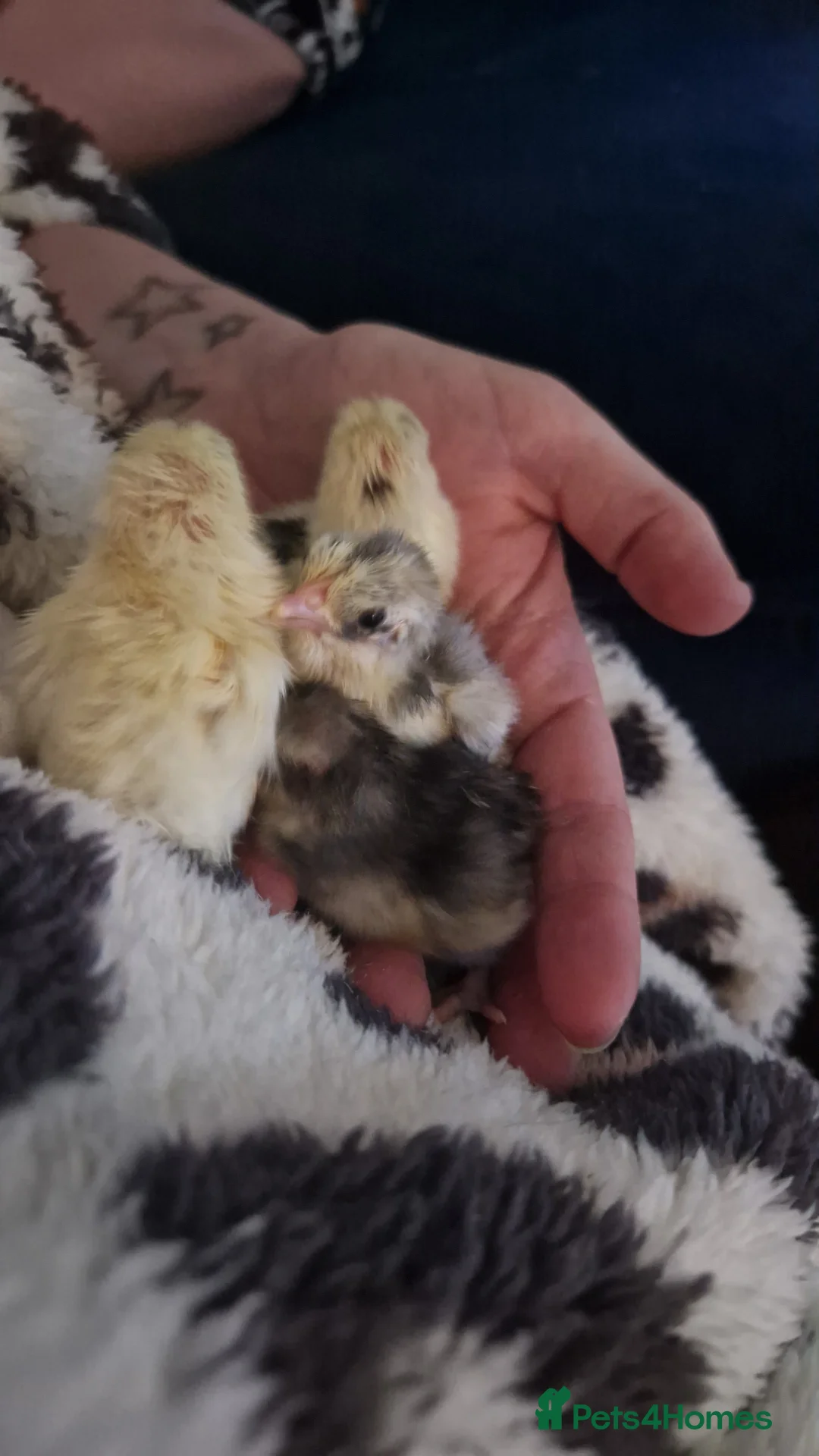 Chickens poultry for sale: Malaysian serama chicks  in Derby - Advert 2