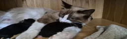 Mixed Breed cats for sale: Ragdoll Cross Kittens for Sale in Southampton - Advert 4