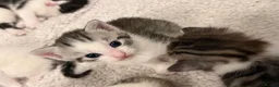 Mixed Breed cats for sale: Gorgeous Kittens Looking for Loving Homes - Advert 26