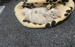 British Shorthair cats for sale: Stunning lilac BSH  - Image 36