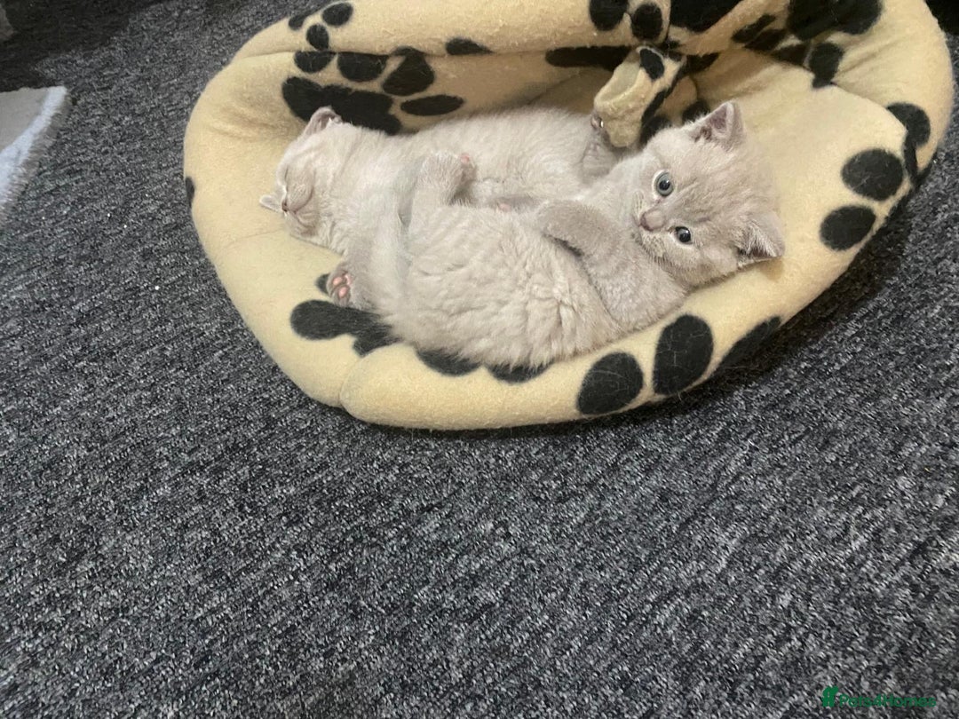 British Shorthair cats for sale: Stunning lilac BSH  - Image 36