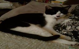 Domestic Shorthair cats for sale: 4 year old playful girl needs new home - Image 4