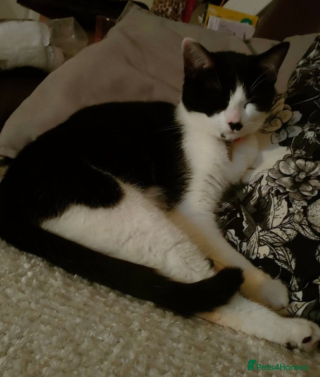Domestic Shorthair cats for sale: 4 year old playful girl needs new home - Image 4