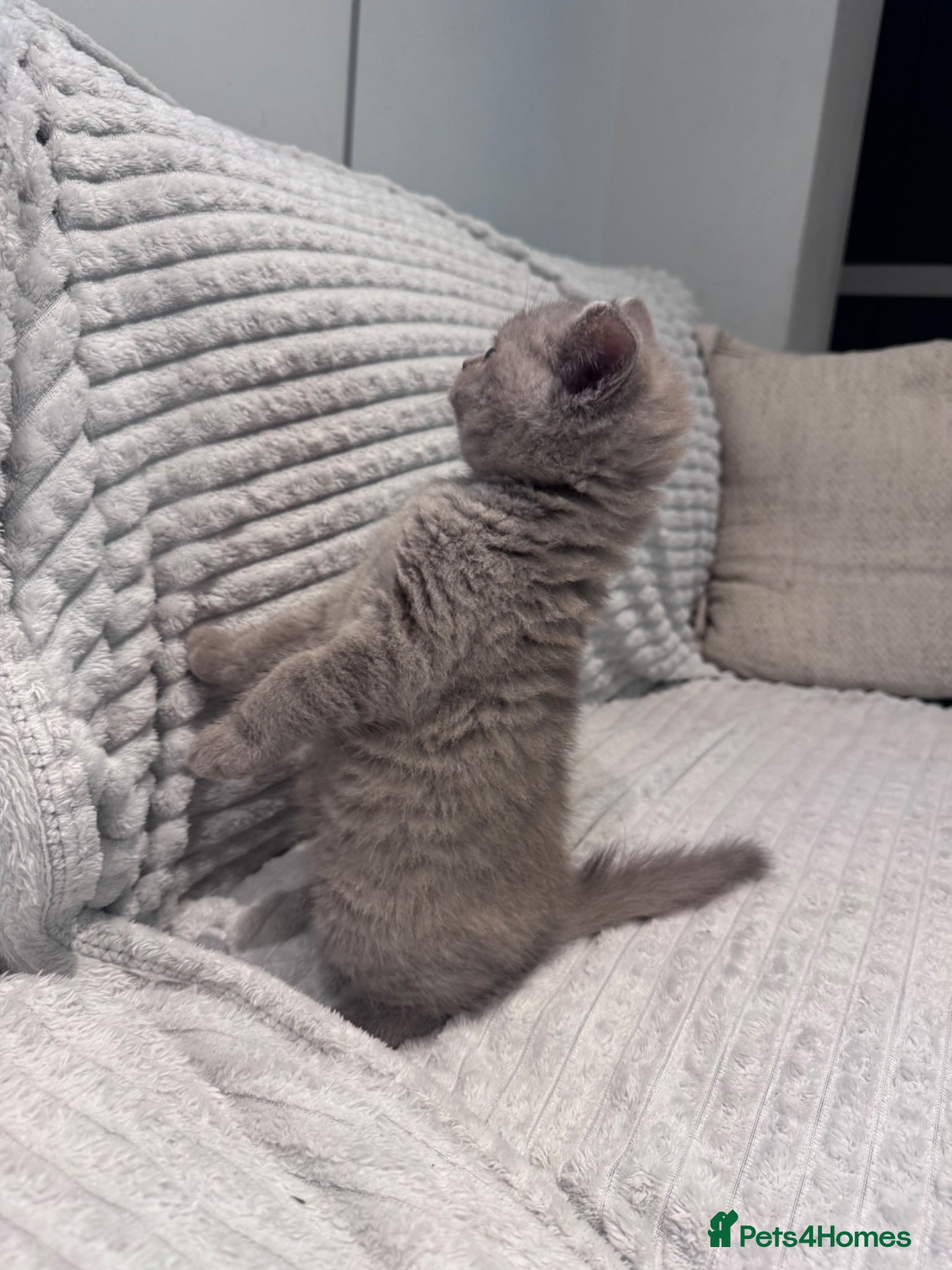 British Shorthair cats for sale: Pedigree British Short Hair kitten  - Advert 8