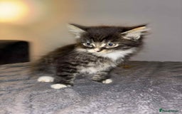 Bengal cats for sale: Four beautiful baby girl kittens  - Image 7