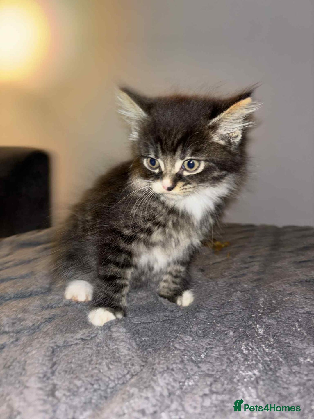Bengal cats for sale: Four beautiful baby girl kittens  - Image 7