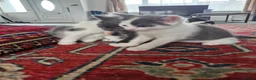 Domestic Shorthair cats for sale: 1 beautiful tabby kittens ready to leave 💜 - Advert 3