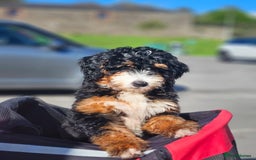 Bernedoodle dogs for sale: Curtabemdoodles Bernedoodles  - Image 11