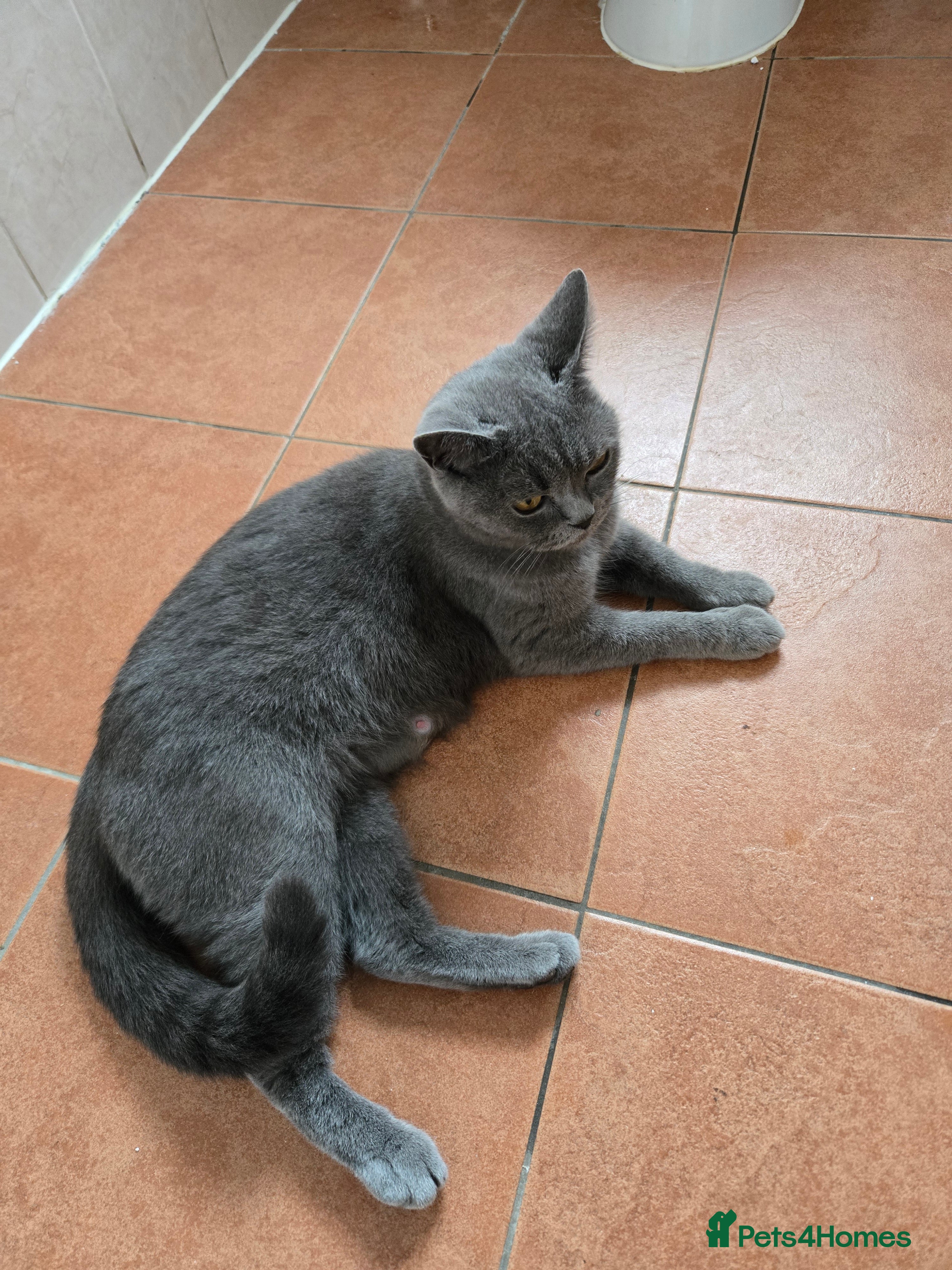 British Shorthair cats Gabriel Vasile  - Advert 14
