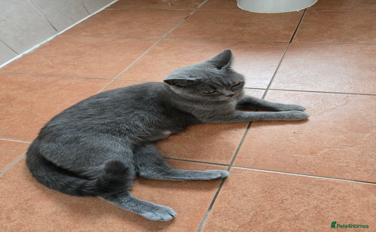 British Shorthair cats - Advert 8