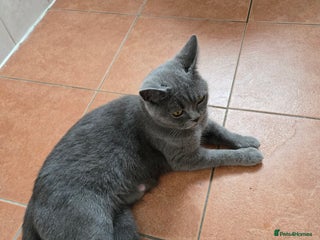 British Shorthair cats - Advert 10