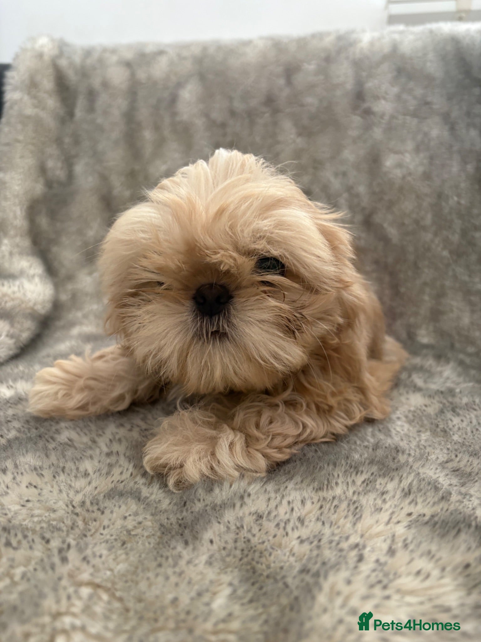Shih Tzu dogs Imperial Shihtzu reduced to find loving home  - Advert 4