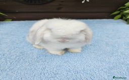 Mini Lop rabbits for sale: **Stunning Mini lop baby buck available** - Image 2