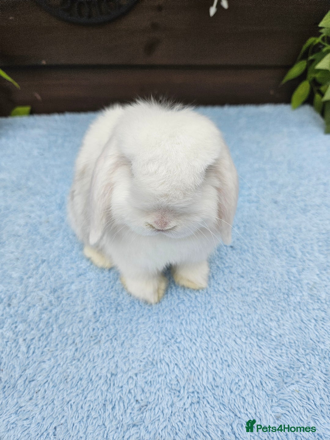 Mini Lop rabbits for sale: **Stunning Mini lop baby buck available** - Image 2