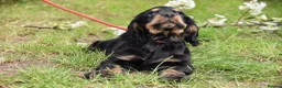 Cocker Spaniel dogs for sale: Last Male Ready Now Show Type Kc Reg  - Advert 10
