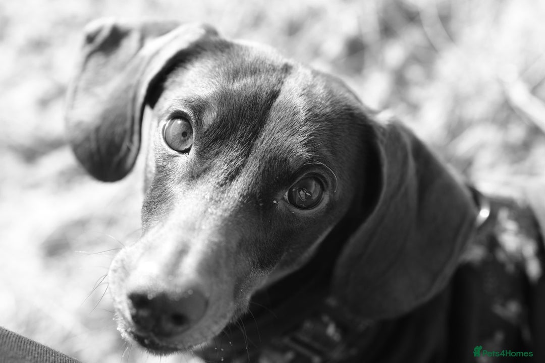Miniature Dachshund dogs for sale:  ***SOLD*** Minitute datchund  - Image 15