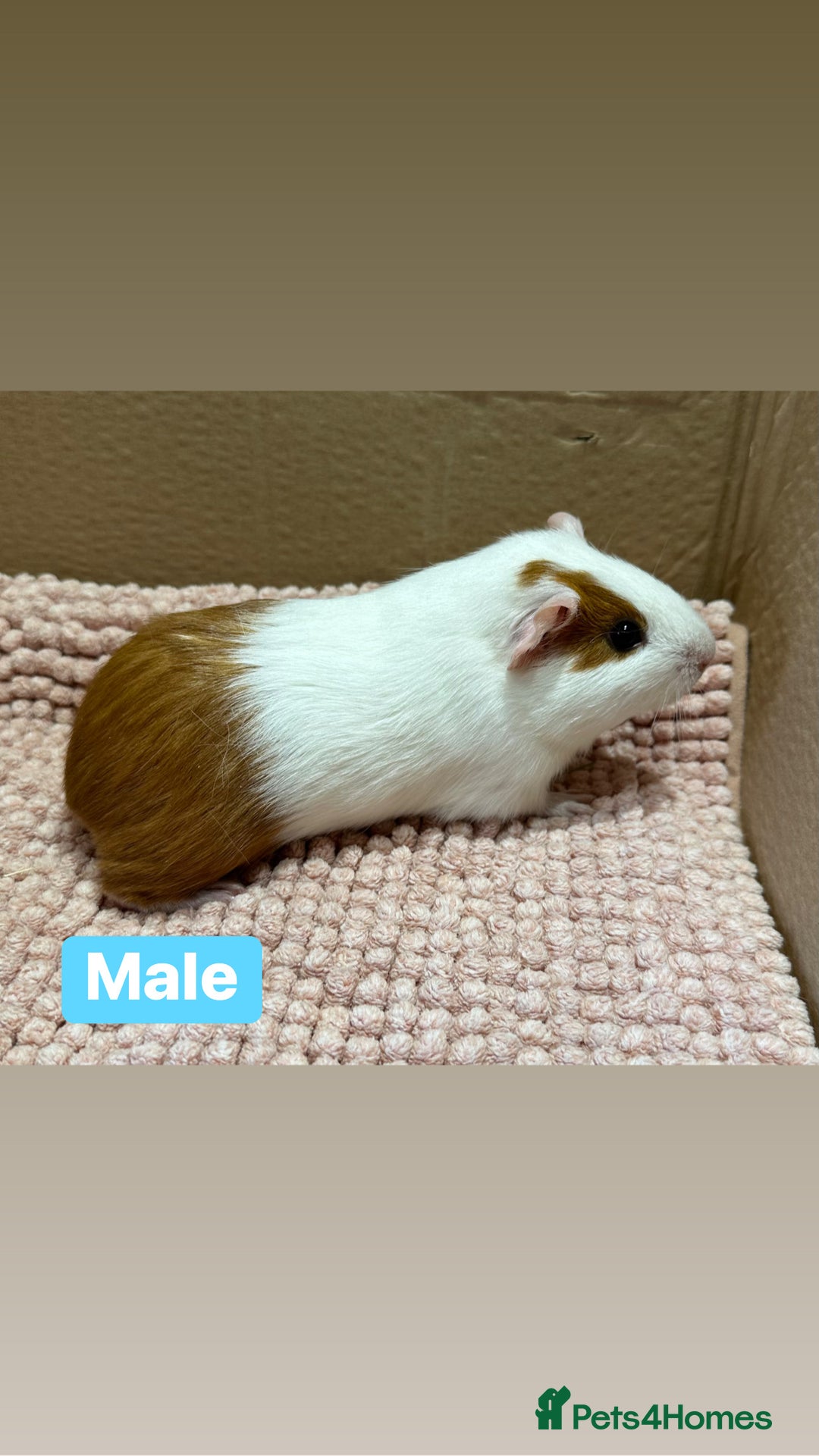 Guinea Pig rodents for sale: Young Guinea pigs  - Advert 9
