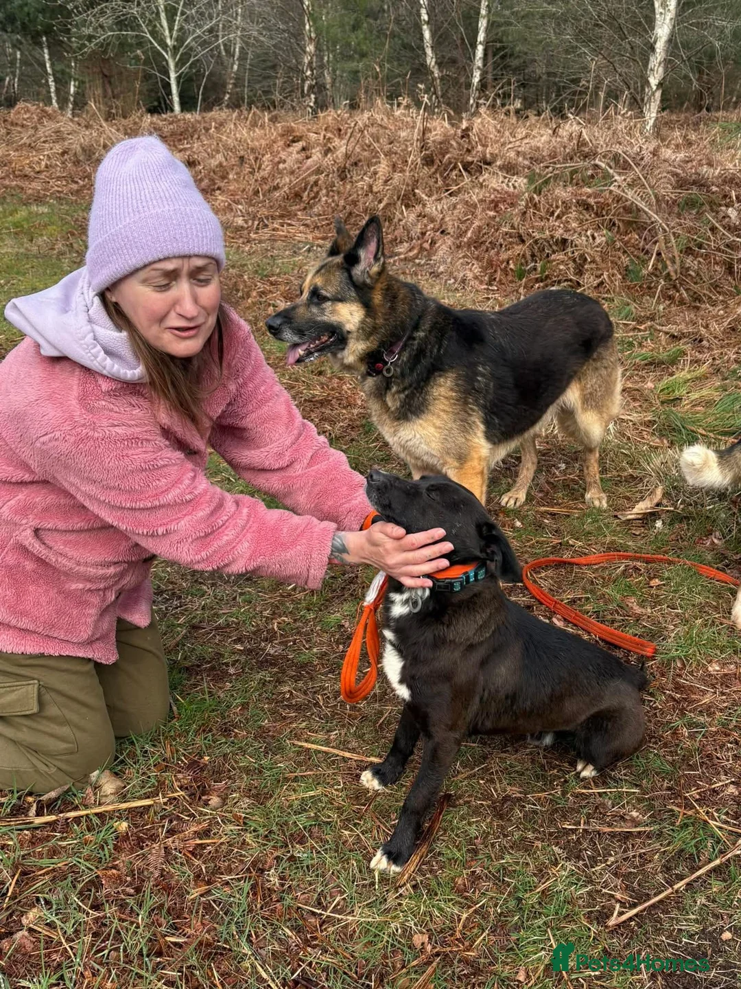 Mixed Breed dogs for adoption: Penfold - Norwich Norfolk  in Norwich - Advert 13