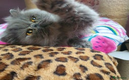 Persian cats for sale: Gorgeous GCCF Reg pure breed Persian Boy - Image 4