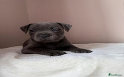 Staffordshire Bull Terrier dogs for sale: BLUEDOGCITY PHARON AT BULLSCAFF X WEDNESDAY ADDAMS - Image 28