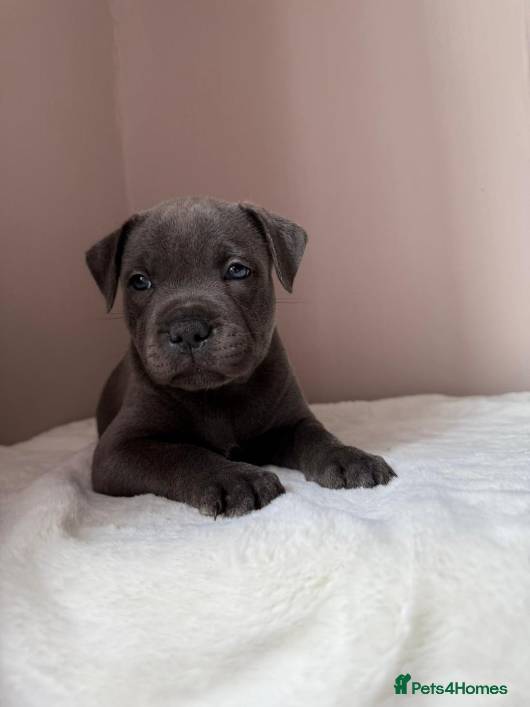 Staffordshire Bull Terrier dogs for sale: BLUEDOGCITY PHARON AT BULLSCAFF X WEDNESDAY ADDAMS - Image 28