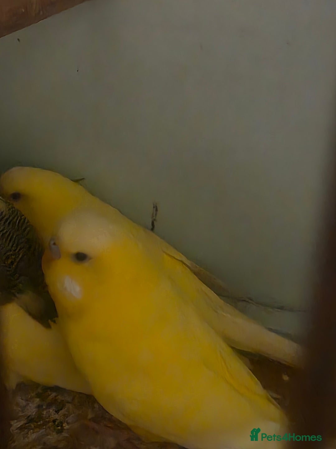 Budgerigars birds for sale: Proven Pair of latino budgies ( all yellow )  - Advert 2