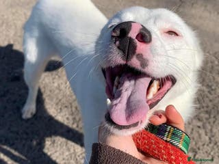 Mixed Breed dogs Meet Clove, currently residing in Cheshire - Advert 2