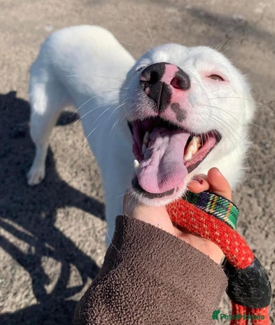 Mixed Breed dogs Meet Clove, currently residing in Cheshire - Advert 6