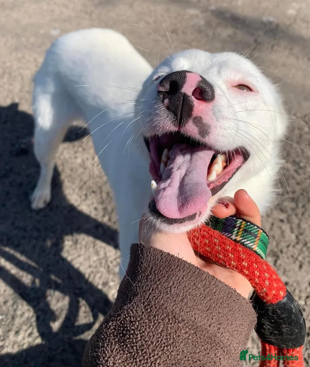 Mixed Breed dogs for adoption: Meet Clove, currently residing in Cheshire  - Advert 1