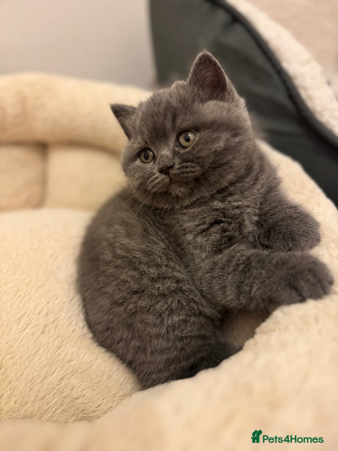 British Shorthair cats for sale: British Shorthair Blue 3 Girls GCCF registered  - Advert 16